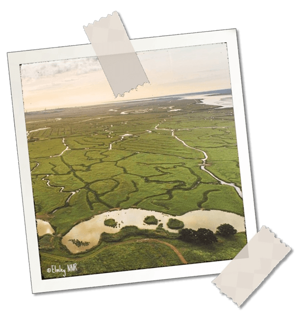 ©Dreamshare Seer, BlueSky