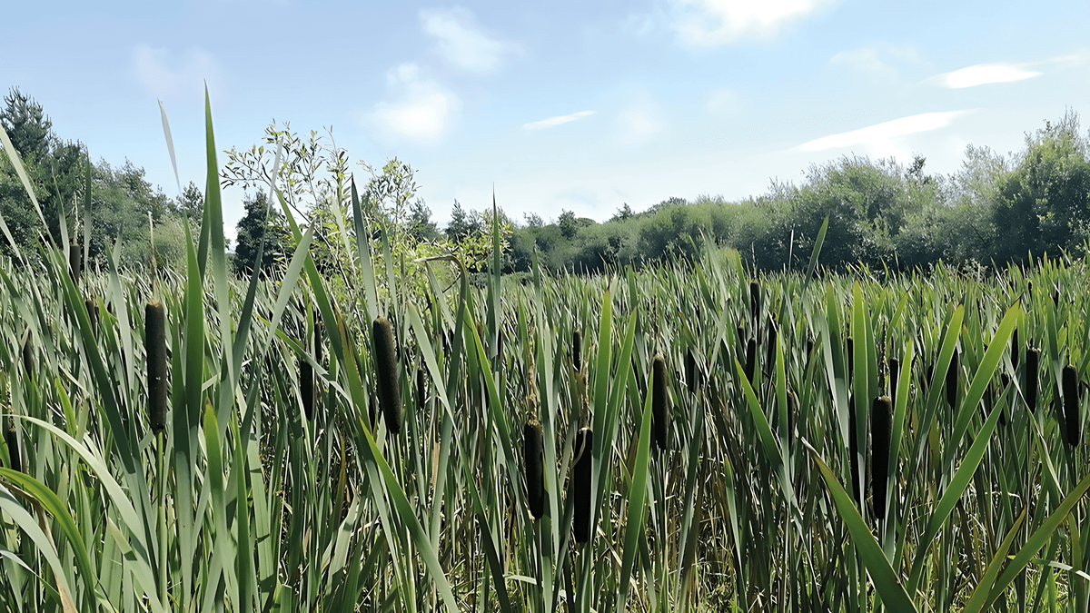 Section image