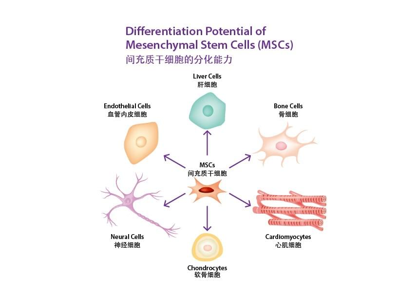 間充質幹細胞治療