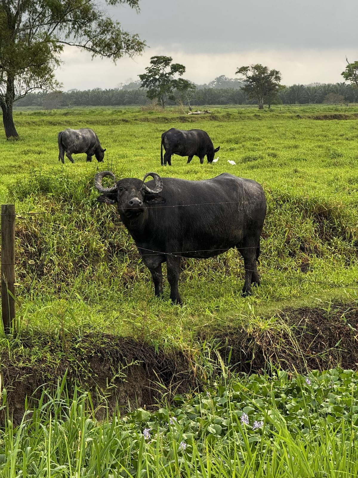 The meat of buffalo is rich in nutrients, low in fat and high in protein. Ideal for those who seek a healthy and delicious diet, it combines flavor and well-being. Nutritional Benefits Our Proposal Buffalo meat company in Guatemala called "The Great Reserve". Rustic and countryside style, coffee and green colors. Sections: hero with photo, product catalog, about us, nutritional benefits, contact for distributors, recipe blog, testimonials, newsletter, and contact with map.

Products: premium cuts, ground meat, hamburgers, artisanal chorizo, family packages. No hormones, 100% natural, from the field to your table.

Dark coffee, warm gold, moss green, and cream. Rustic wood style.

Guatemalan family business with over 20 years raising buffalo in open fields. No hormones, no stress, 100% natural. We sell buffalo meat and derivatives to families and restaurants throughout Guatemala.

Located in Guatemala. Contact via WhatsApp, phone, and email. We serve families, restaurants, butcher shops, and distributors throughout Guatemala.