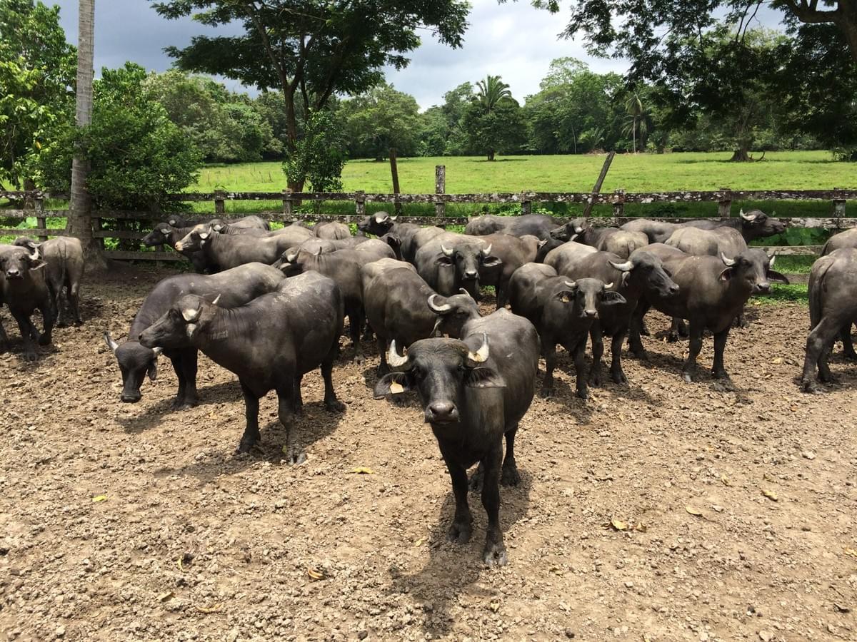 Our premium cuts are carefully selected to offer you the best gastronomic experience. Raised in a natural environment, they guarantee exceptional flavor and quality. Cortes Premium Our Proposal Buffalo meat company in Guatemala called "La Gran Reserva". Rustic and countryside style, brown and green colors. Sections: hero with photo, product catalog, about us, nutritional benefits, contact for distributors, recipe blog, testimonials, newsletter, and contact with map.

Products: premium cuts, ground meat, hamburgers, artisanal chorizo, family packs. No hormones, 100% natural, from the field to your table.

Dark coffee, warm gold, moss green, and cream. Rustic wood style.

Guatemalan family business with over 20 years raising buffalo in open fields. No hormones, no stress, 100% natural. We sell buffalo meat and derivatives to families and restaurants throughout Guatemala.

Located in Guatemala. Contact via WhatsApp, phone, and email. We serve families, restaurants, butcher shops, and distributors throughout Guatemala.