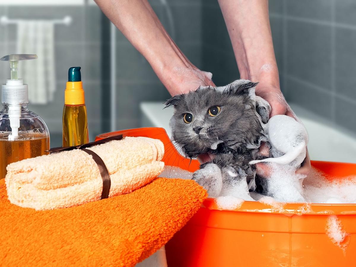 Can People Shampoo be Used on Cats?
