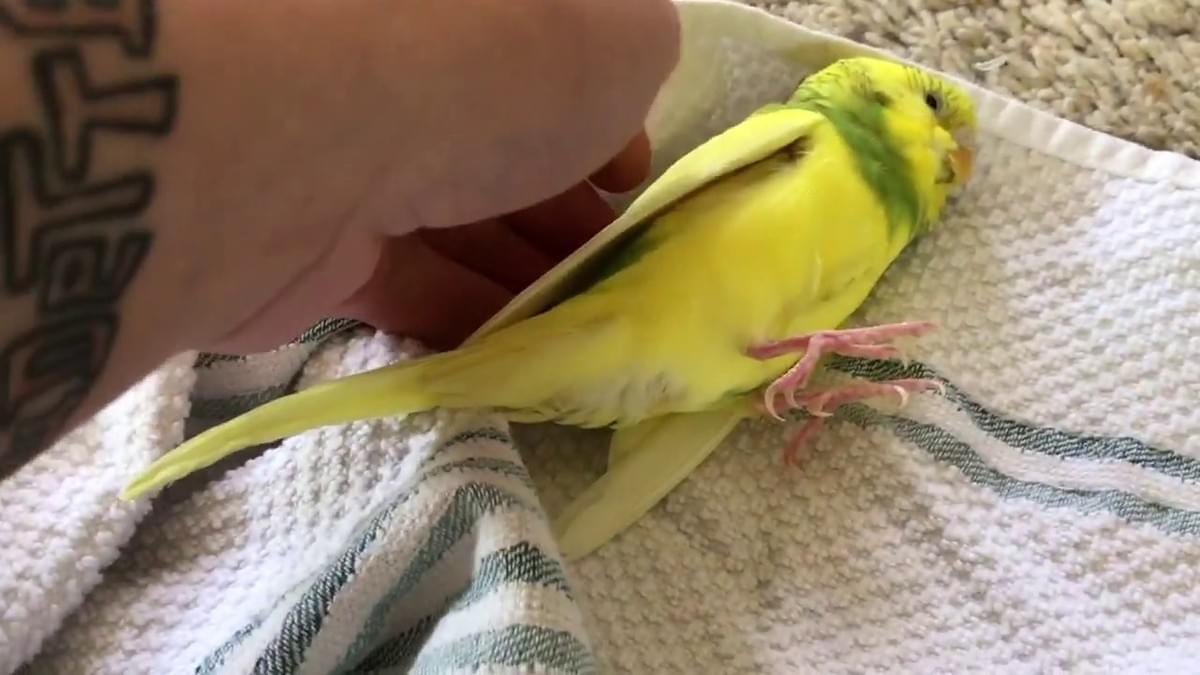 Can Birds have Seizures ? Bird care