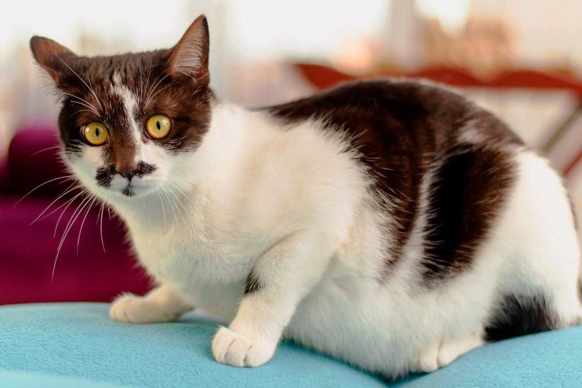 Is Your Cat Gaining Weight ? cat care