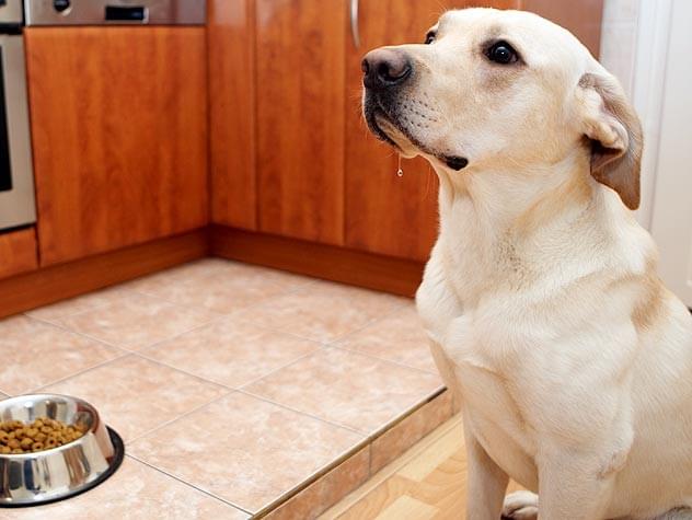 Where should you place your dog’s food dish?