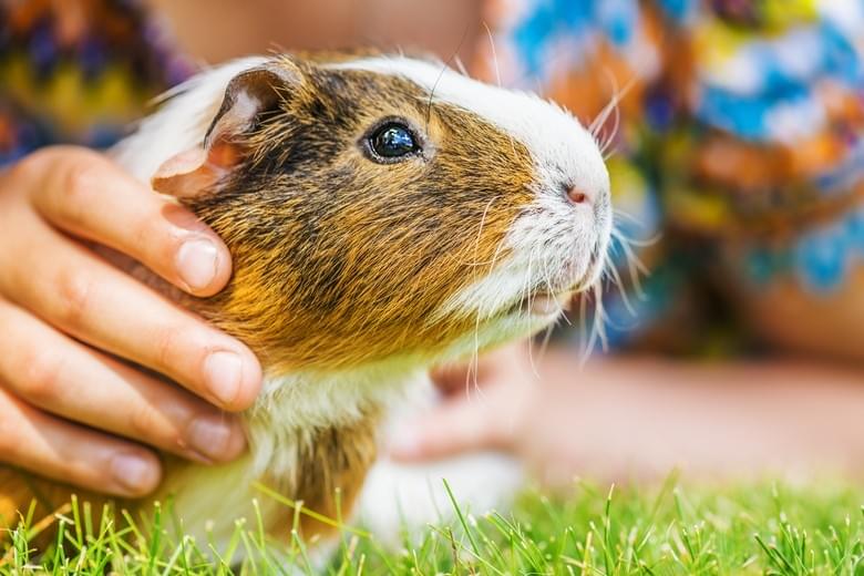 The benefits of guinea pig ownership guinea pig care