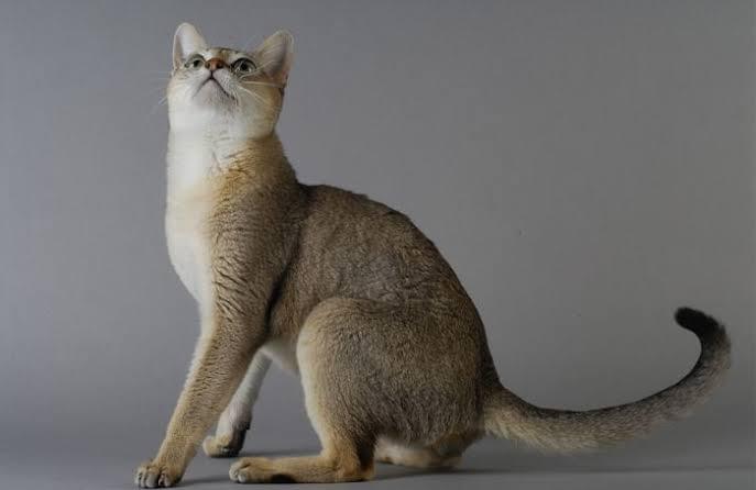 What are Symptoms of FeLV Virus in Cats like the Singap...