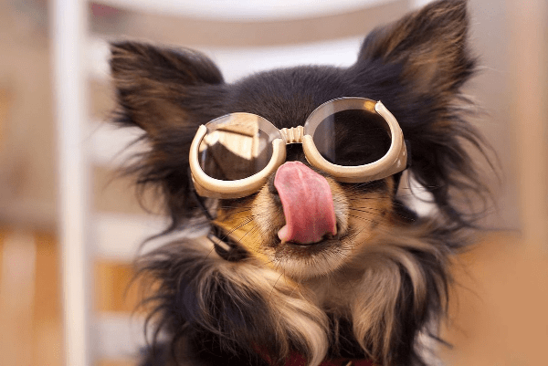 Do Doggles Work?