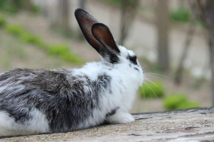 Degenerative Joint Disease in Rabbits