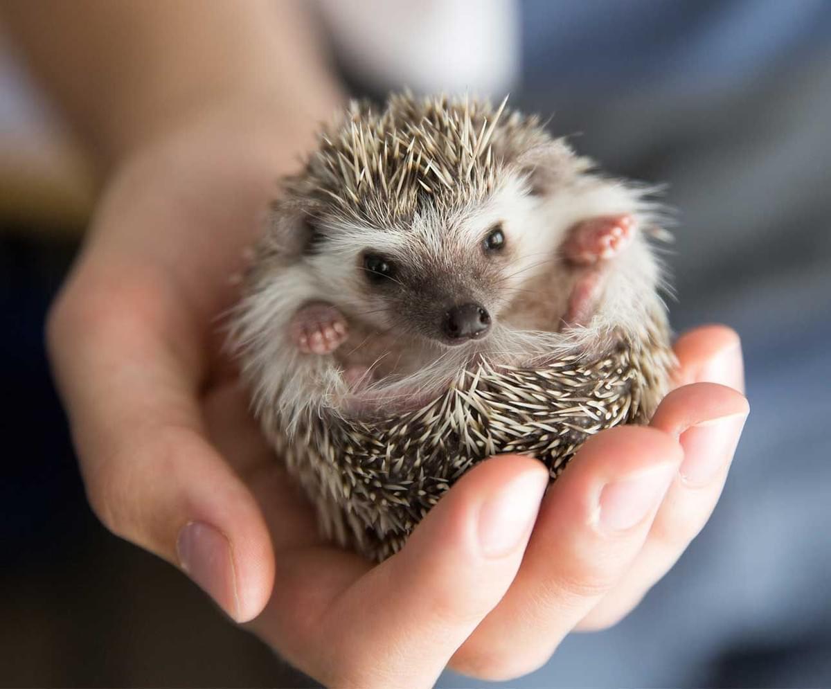 What are Pocket Pets?