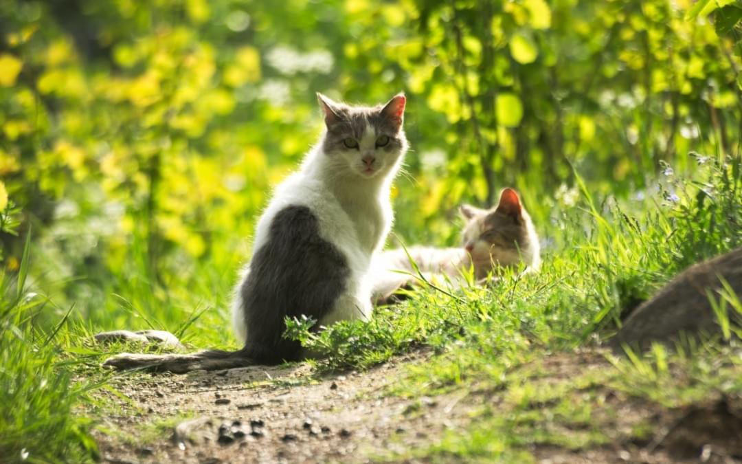 can-cats-get-sunburn