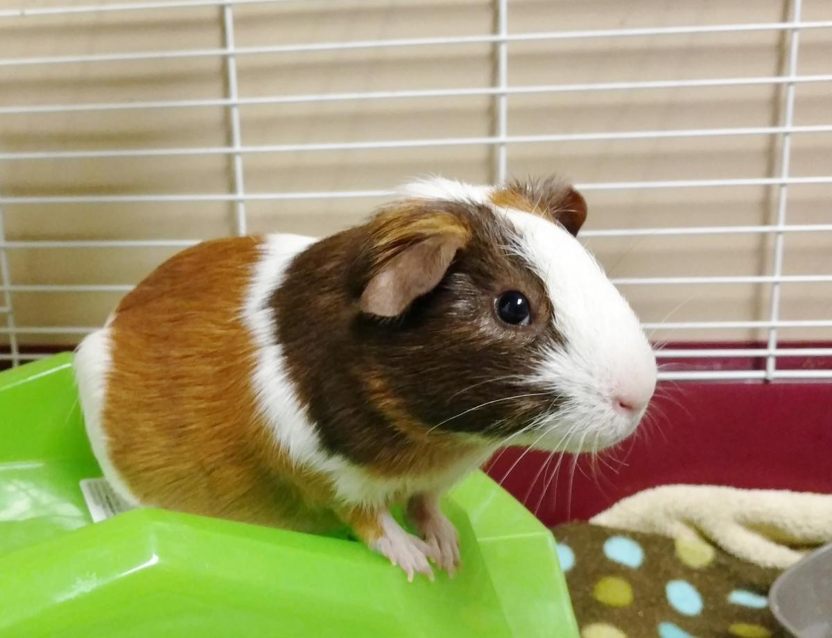 Photo inspiration: Visual Reference: What To Do If Your Guinea Pig Is Constipated