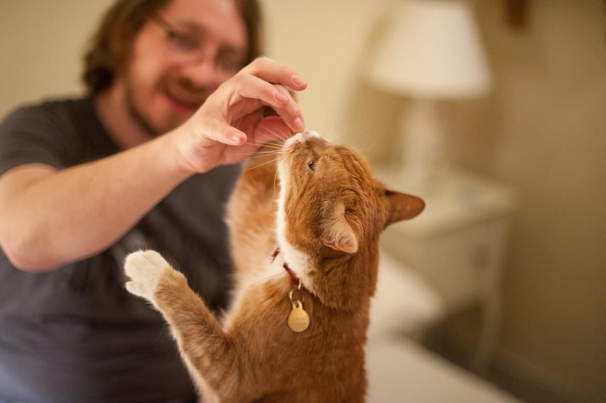 Does My Cat Need a Trainer?