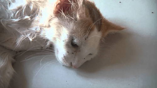 Flea Ridden Cat Fleas In Cats - cat care