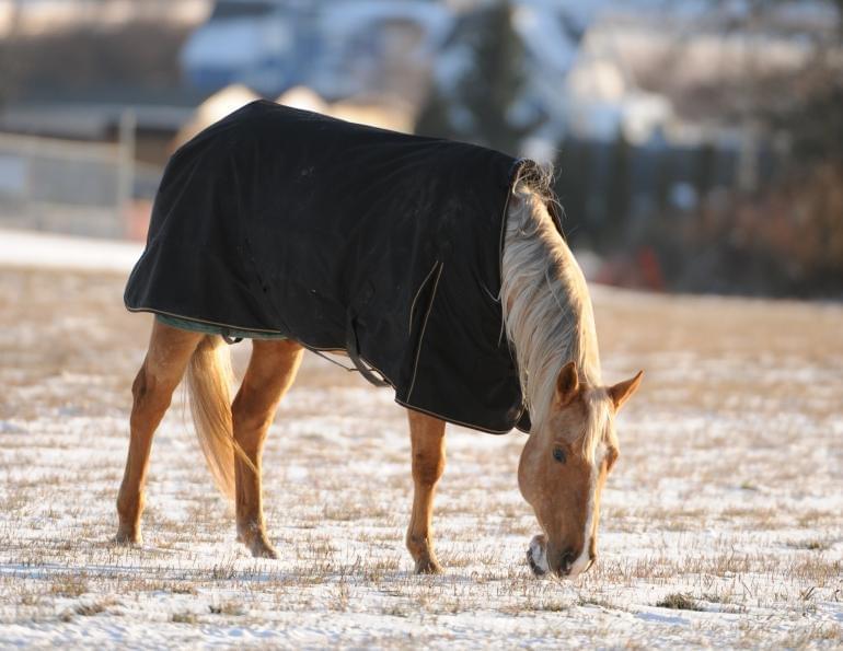 How to Tell if Your Horse is Cold