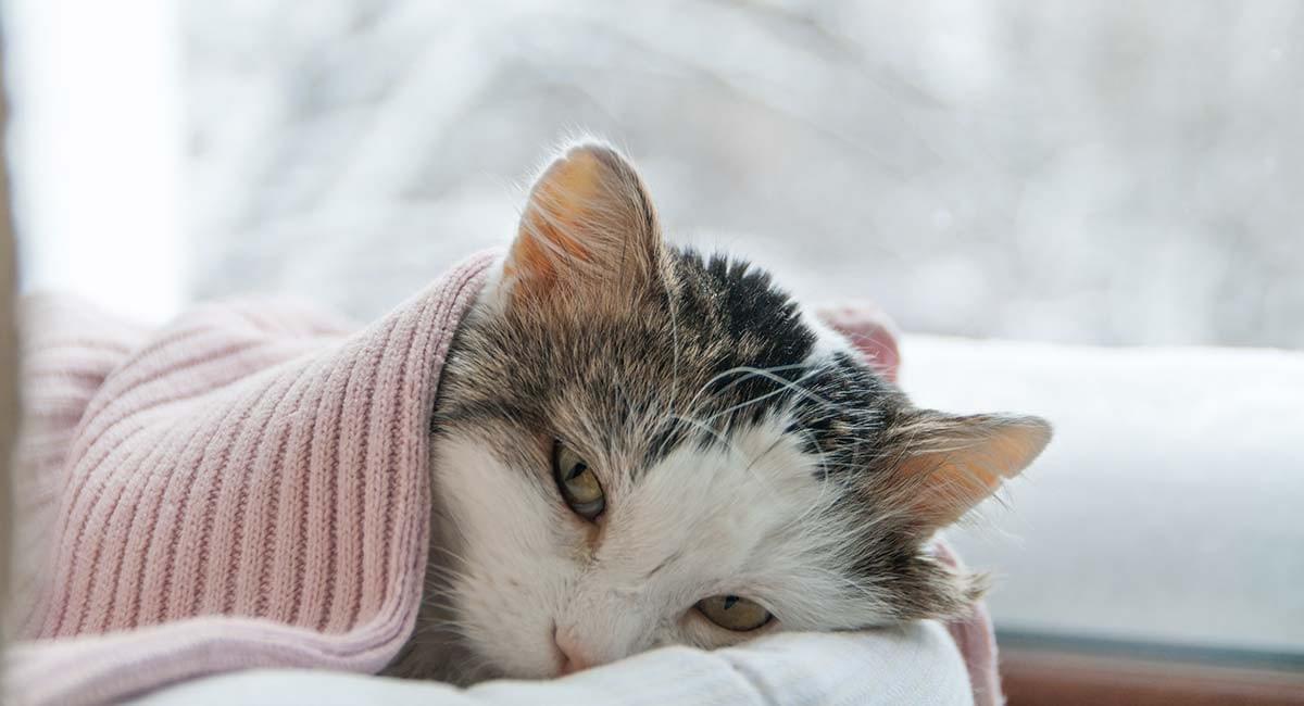 Treating Dry Skin In Cats