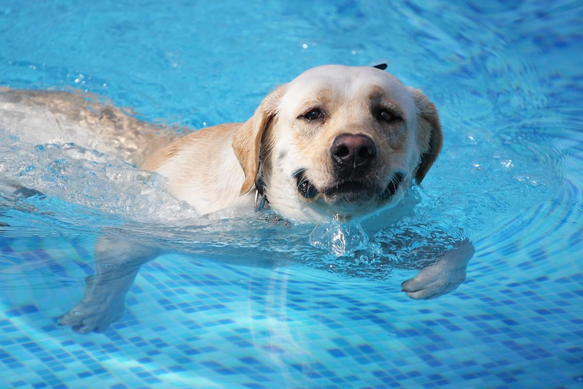 Is Pool Water Safe for Dogs to Drink?