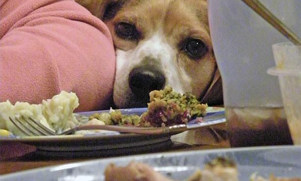 Table Scraps and Canines - Dog Care