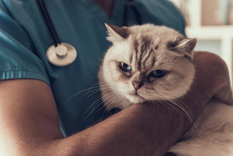Seizure In Cats - What To Do If Your Pet Cat Has A Seiz...