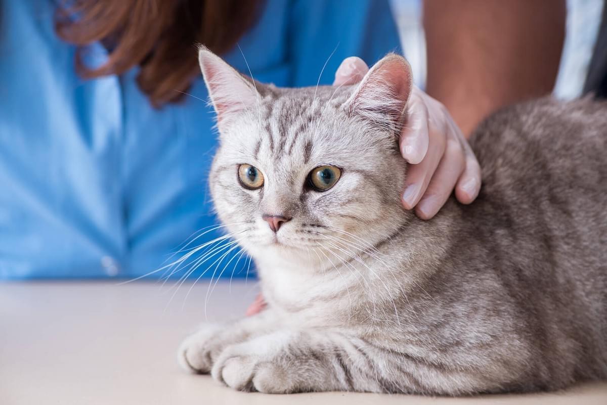 Image showcasing Cat Leukemia