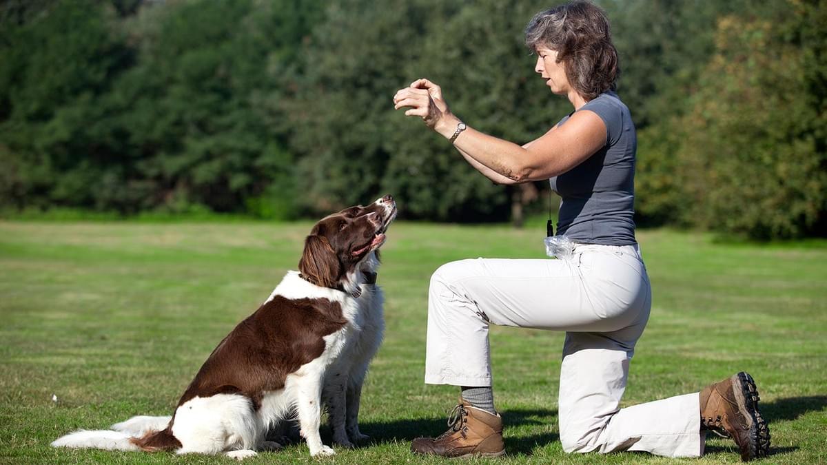 What skills should you teach your dog first?