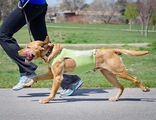 Pets Getting Exercise Getting some exercise with your dog - Dog Care