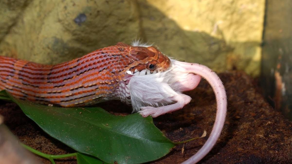 How Much Should I Feed My Pet Snake?