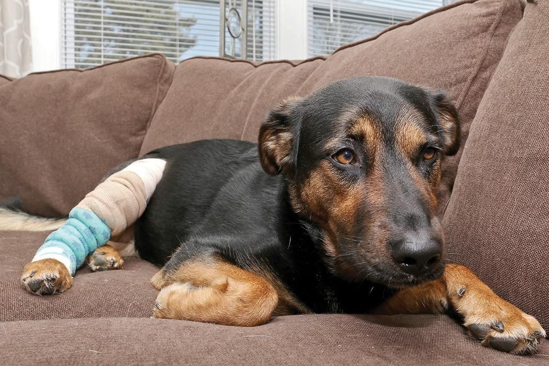 How to care for an injured pet