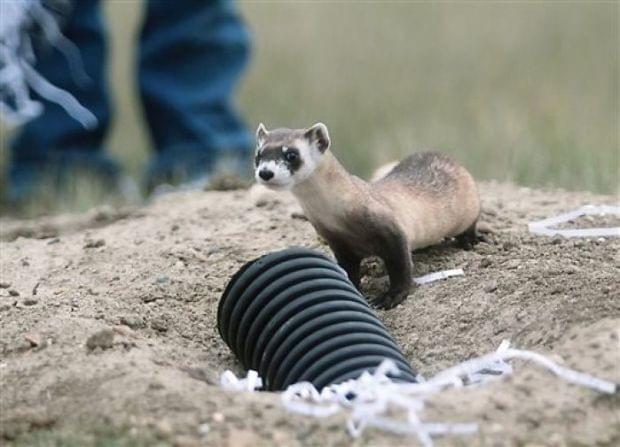 Taking Your Ferret on a Road Trip