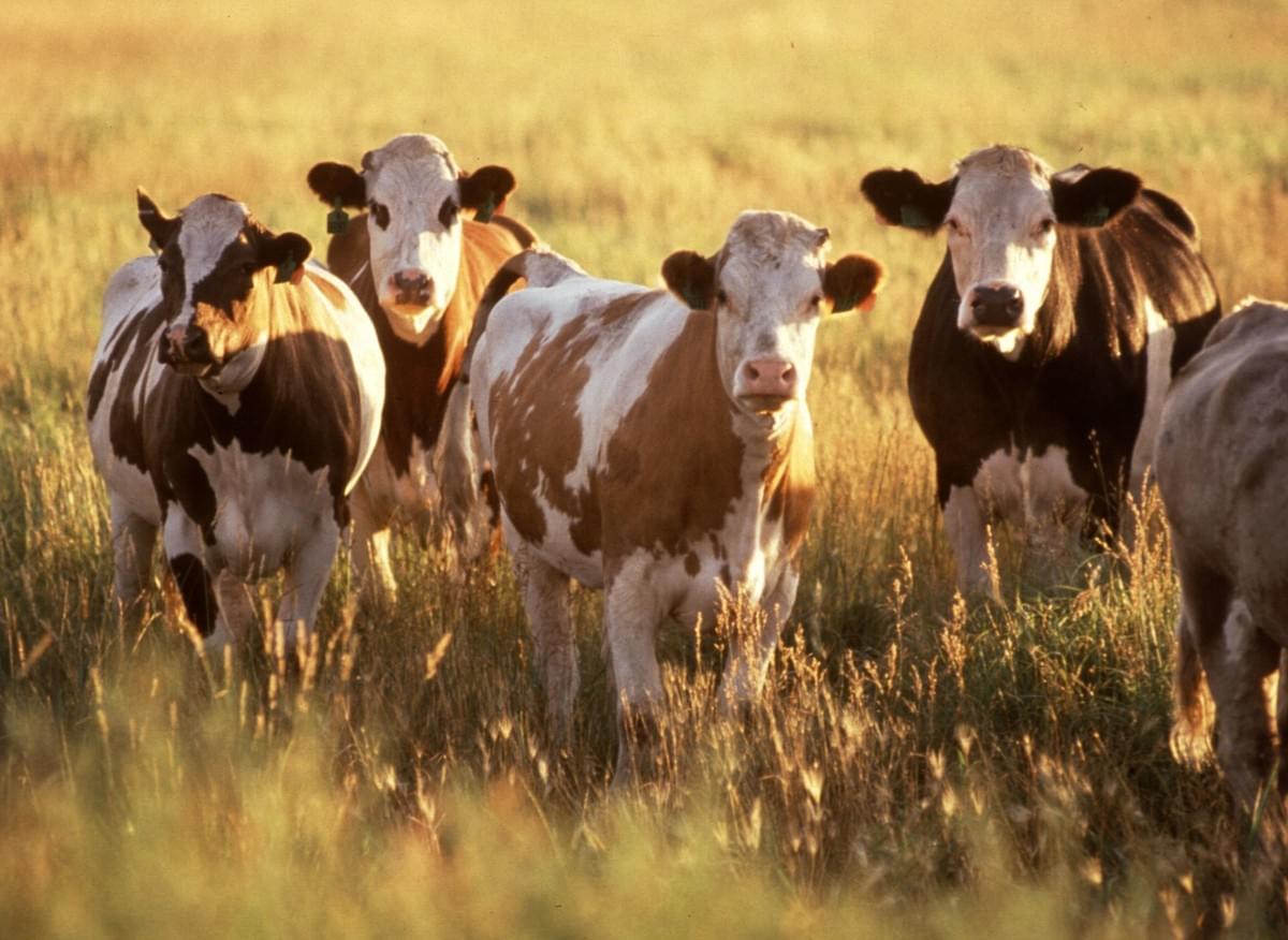 Toxic Poisoning in Cattle