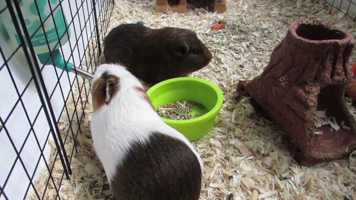 Ways to Make Your Guinea Pig's Cage Easier to Clean