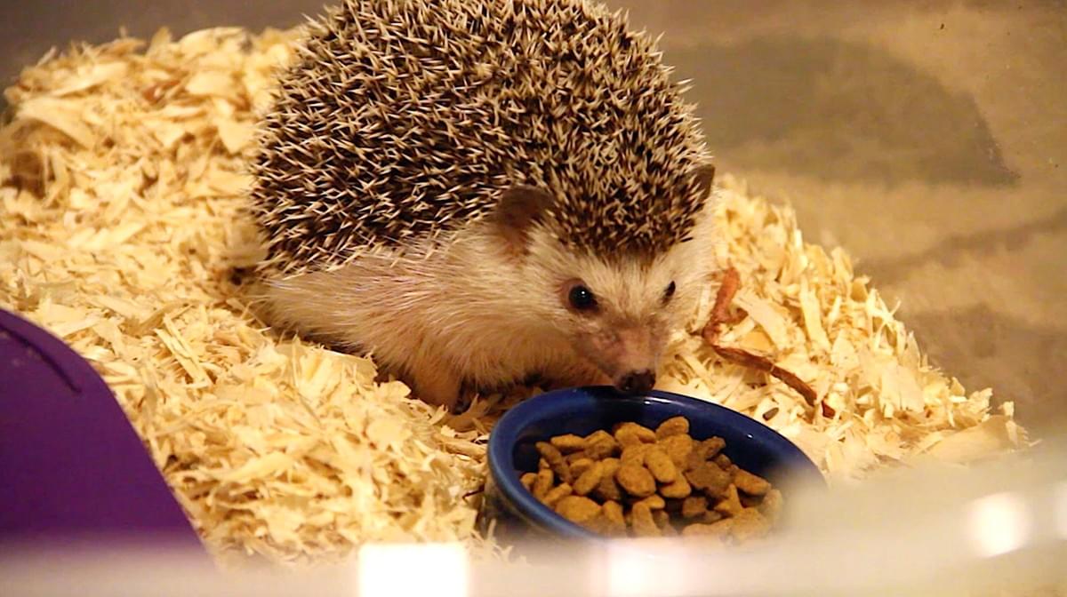 What to Feed your Hedgehog