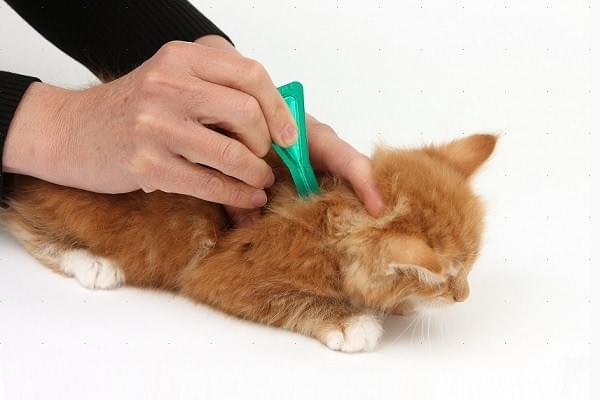 Do You Need to Treat Your Indoor Cat for Fleas?