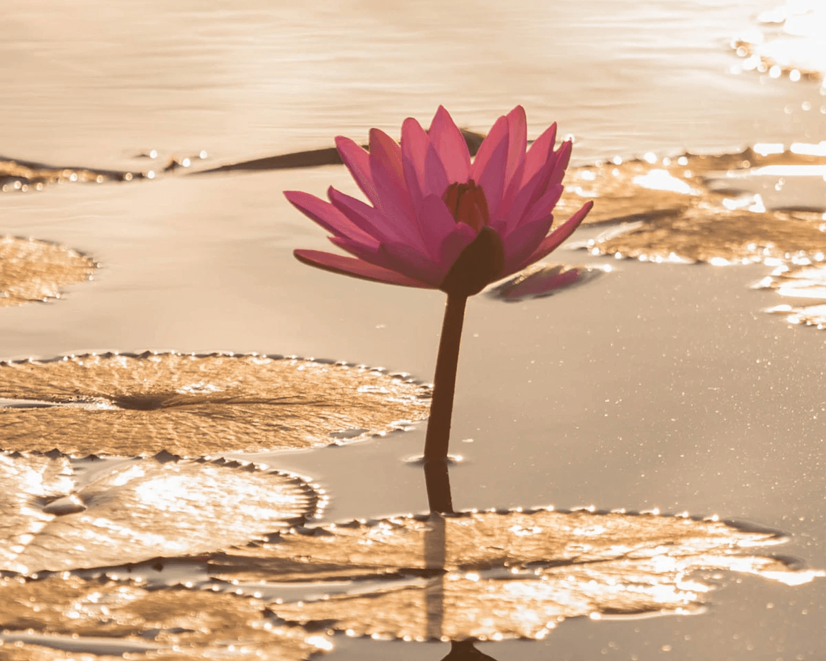 coach ménopause Nice, accompagnement préménopause Nice, spécialiste ménopause Alpes-Maritimes