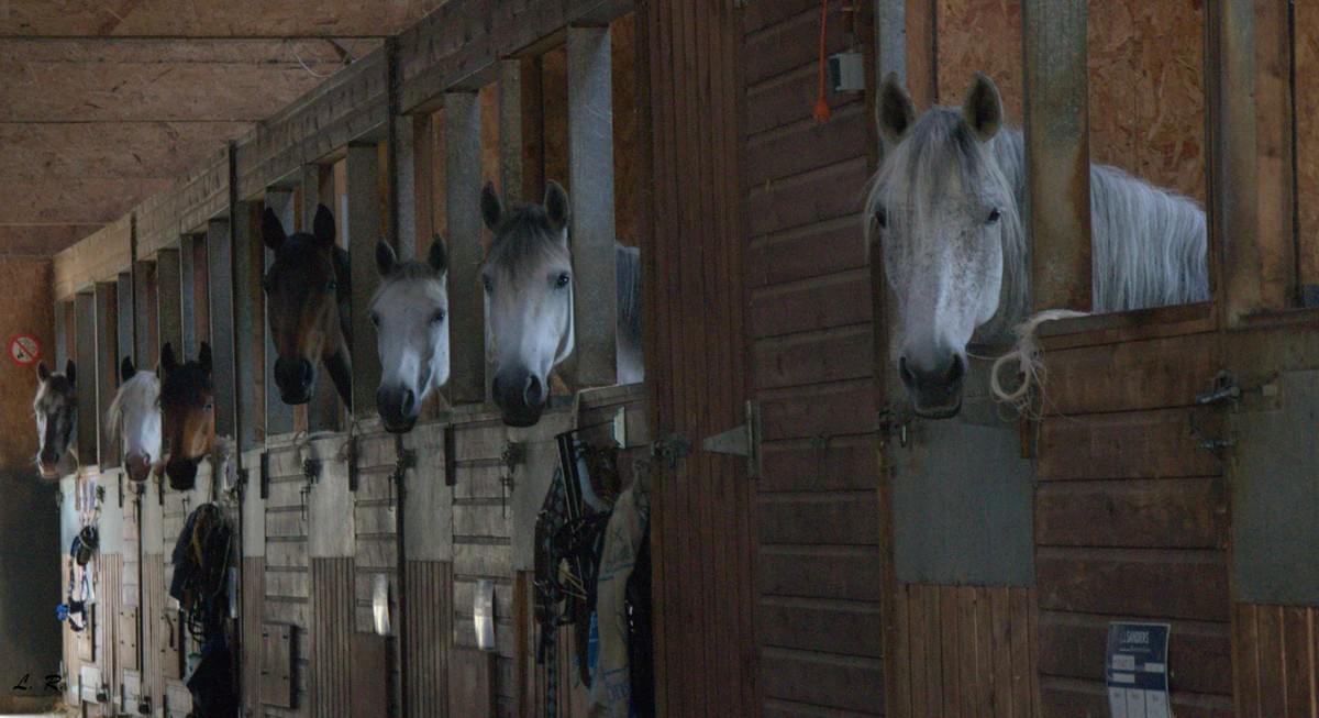 Pensions du centre equestre d'Orgeval