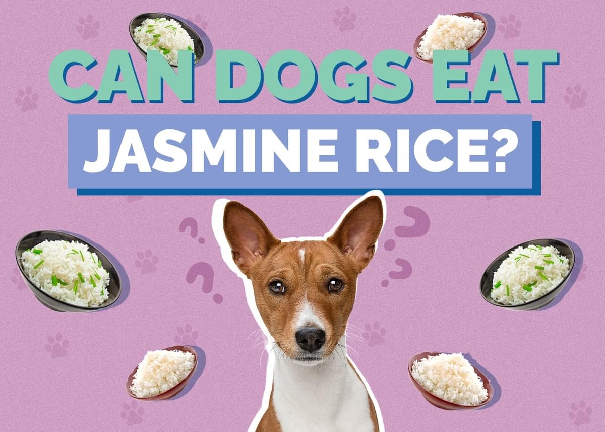 Is Jasmine Rice Good for Dogs? A Healthy Option or Not?