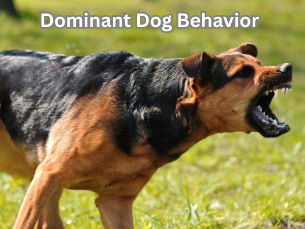 Dominant Behavior in Dogs: Signs, Causes, and Effective Solutions
