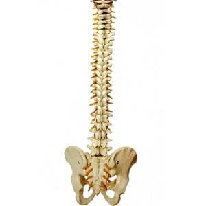 Our advanced rehabilitation techniques focus on restoring healthy tissue and organ function, providing hope for patients. Innovative Rehabilitation Techniques What We Do Healthier tissue and organ is not impossible.
Rehabilitation, the pursuit of a ray of hope.
With perspective etiology, rehabilitation is not impossible.