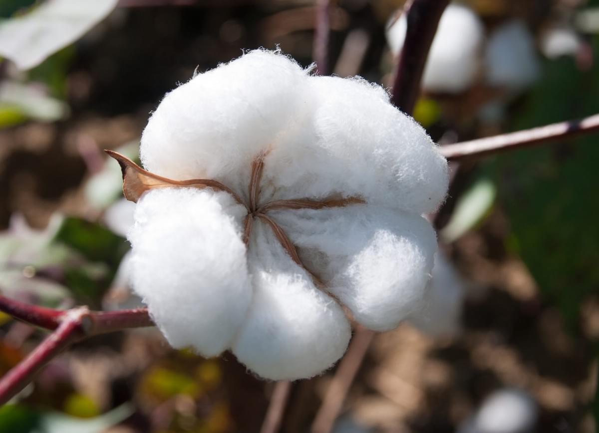 綿花(Cotton)価格:世界市場の動向、地域別の洞察、価格動向 - business