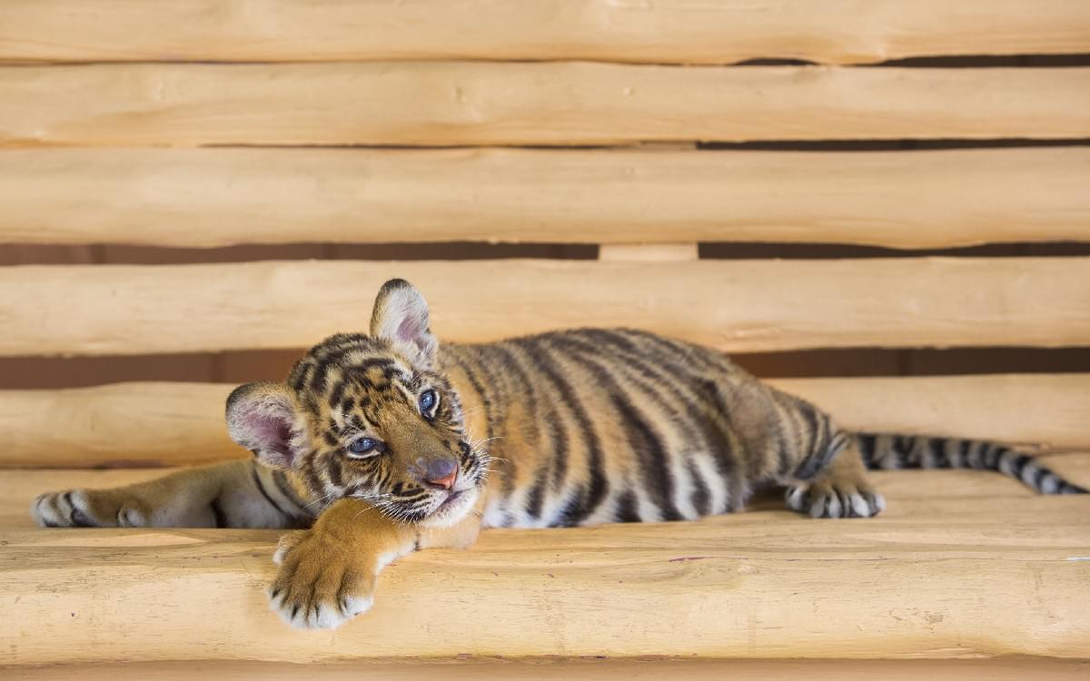 【親子清邁】夜間動物園+泰山叢林 六日