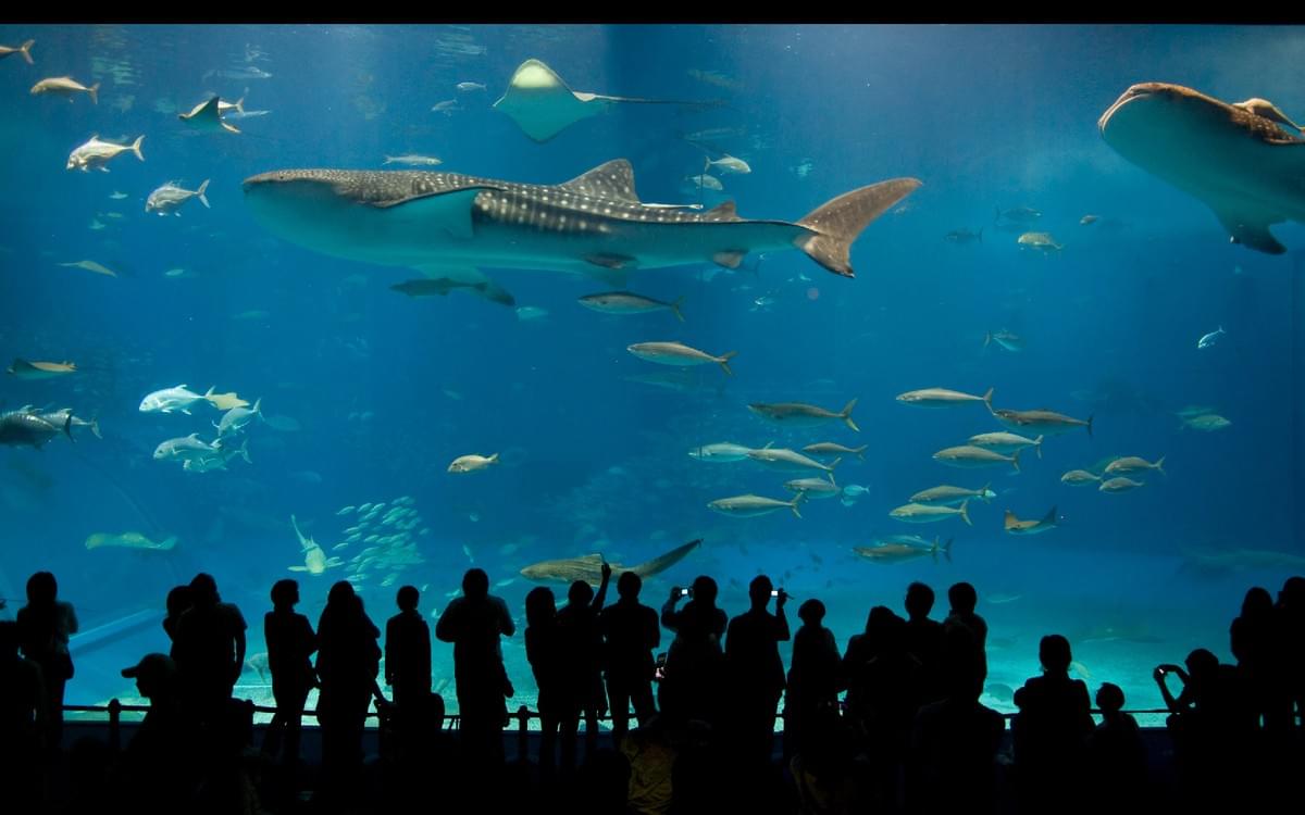 【豪華沖繩】古宇利島+美ら海水族館+波之上神宮 五日