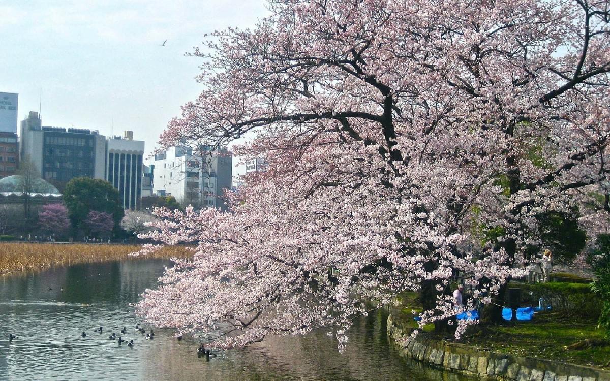 【賞櫻東京】半自助五日-關東賞櫻圖鑑