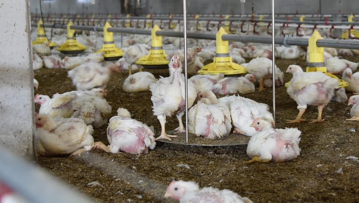 A picture shows some broilers in a poultry farm.
