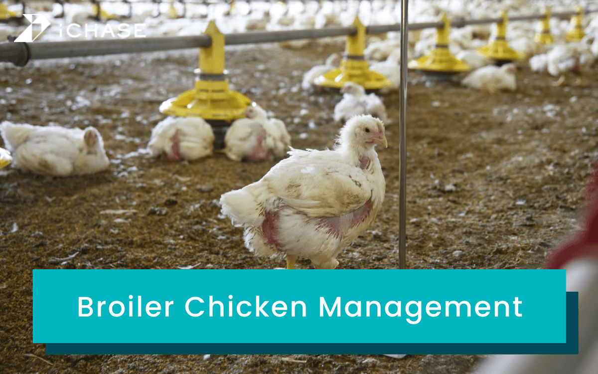 A cover photo for this article about broiler management.