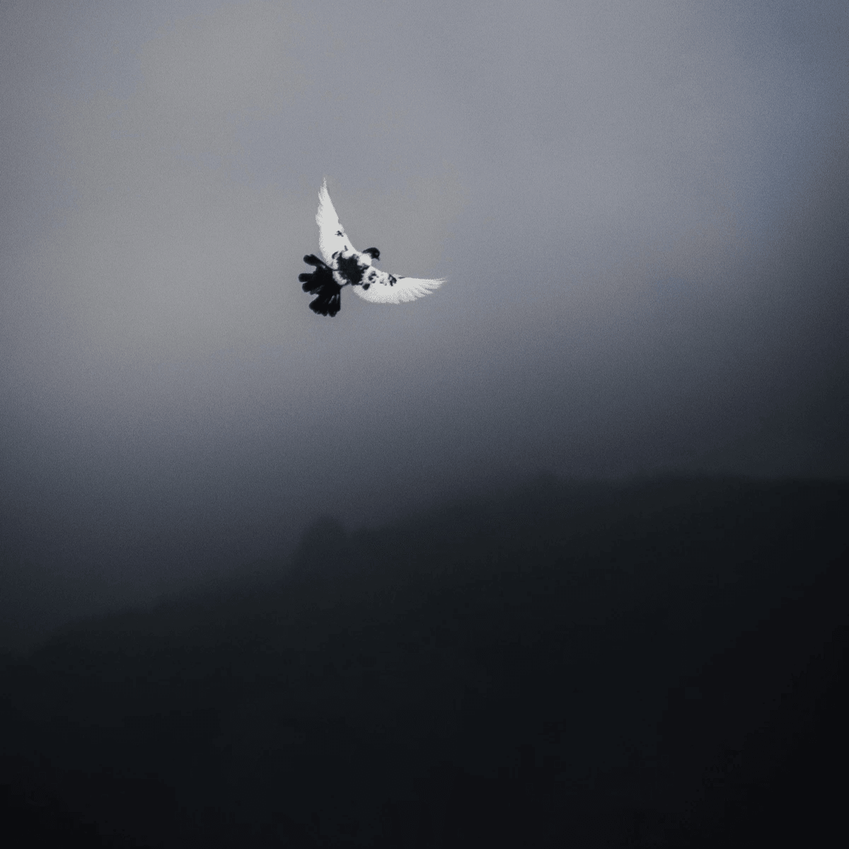 （www.pexels.com By iebarts©）