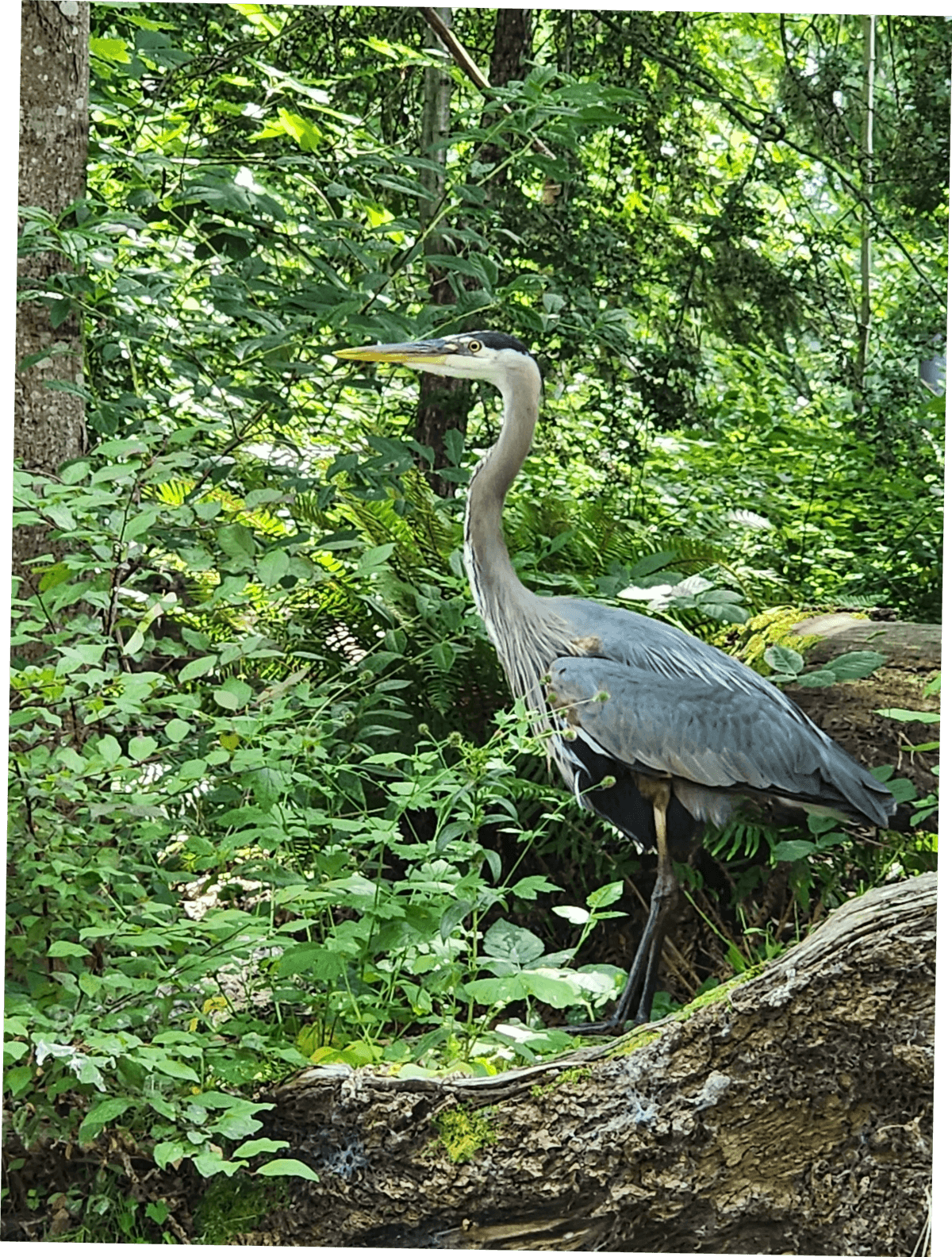 Authenticity Animal Being more Authentic