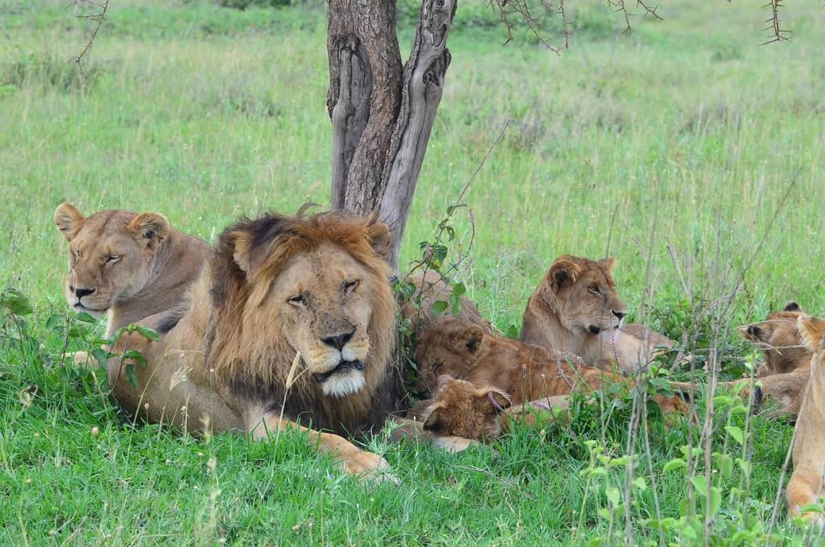 MIKUMI PARCO NAZIONALE