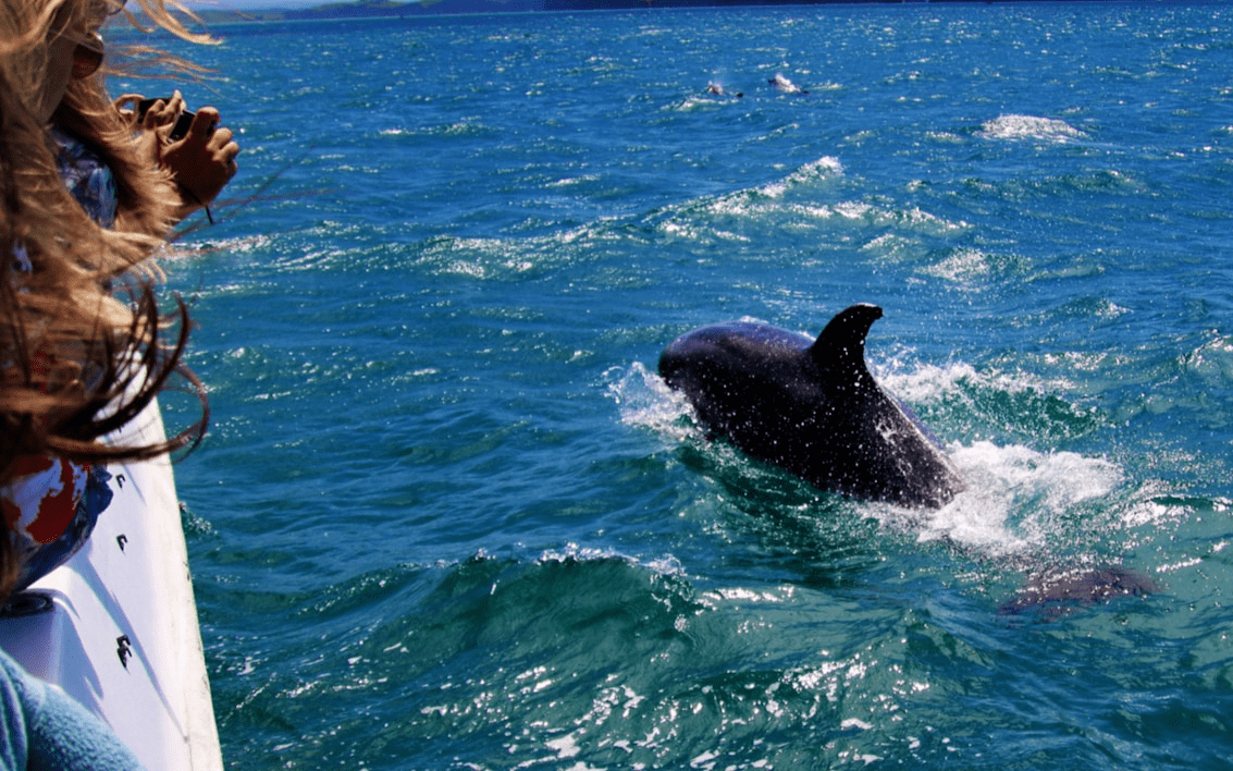 Escursione con i delfini a Kizimkazi