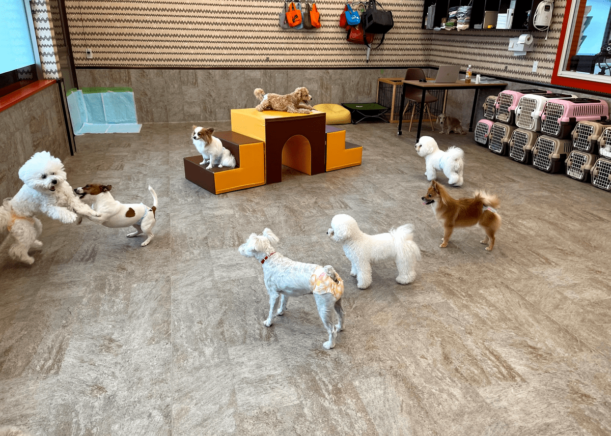Dog day care in Japan. Pet resort, cage free boarding,