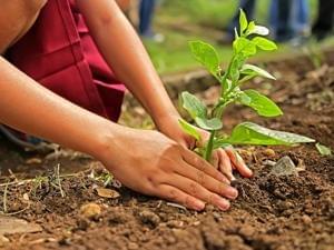 how to plant a strawberry Growing Sequoia Strawberry Plants - Certified main image 0